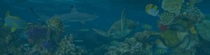 voyage diving school louvain la neuve