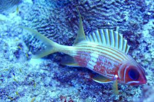 Poisson
