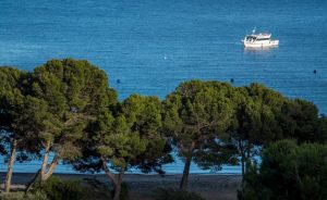 Cala joncols