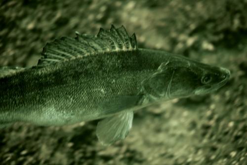 BARRAGE8