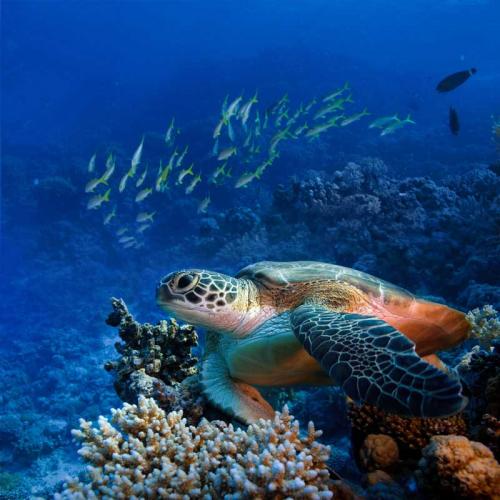 getting-started-with-underwater-photography
