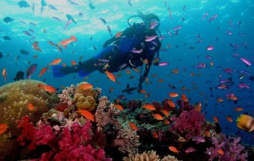 padi-scuba-diver-archipielago-los-roques-venezuela-arrecife-divers