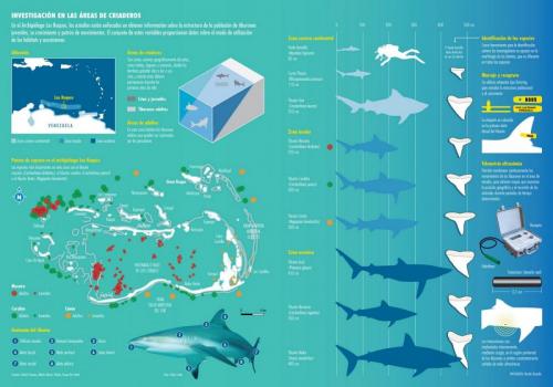 tiburones-en-los-roques_5063528d884a9_w1500