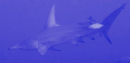 requin marteau copie