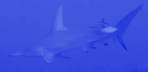 requin marteau
